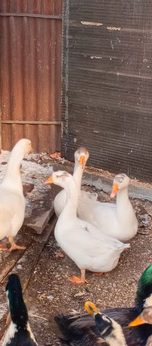 Молодые индоутки