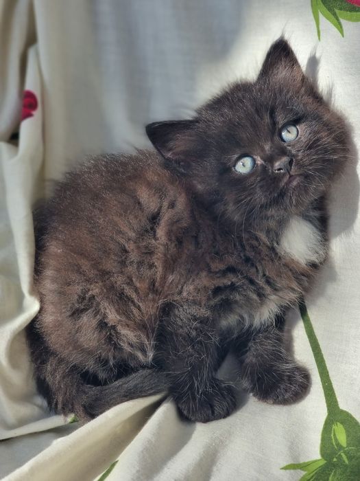 Продам британских длинношёрстных котят