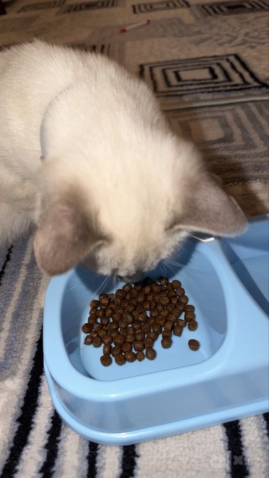 Tayski (Thai) parodali mushuk. Latok va miska, 2ta igrushkasi bor