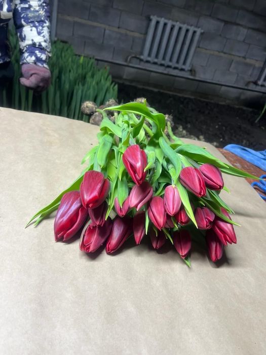 Тюльпаны к 8 марта