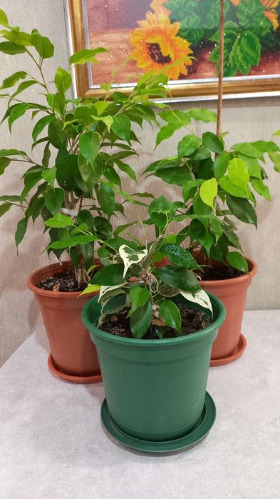 Продам фикус Бенджамина