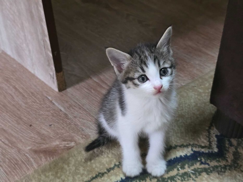 Котята красивые чистые