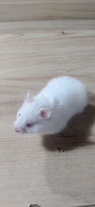 Хомячок месячный