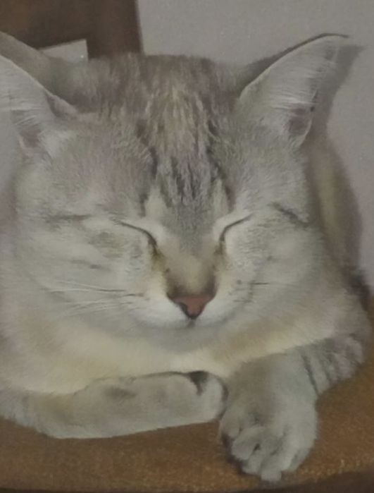 Отдам кота в добрые руки