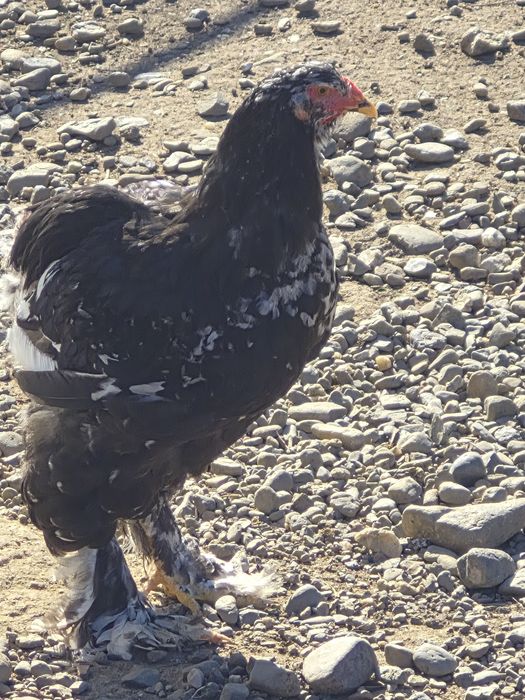 Disponibili pui din mai multe rase  și  culori  Wiandot și Brahma