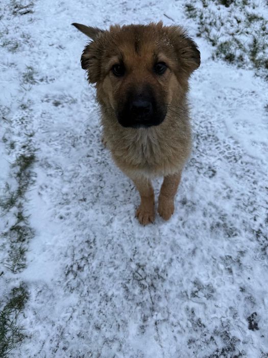 Donez pui de cățel