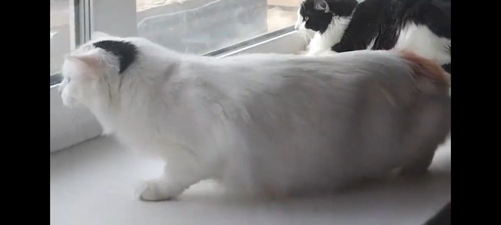 Отдам в добрые руки кошек