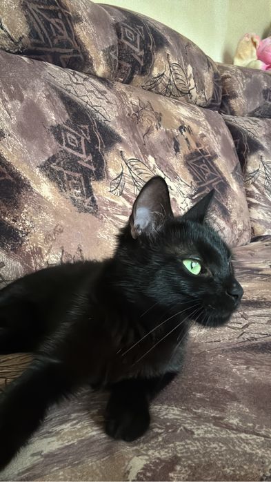 Pisica spre adoptie , zona  Teleorman/Turnu Magurele