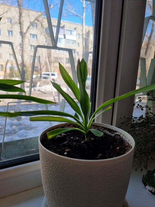 Продаю пальму Юкка