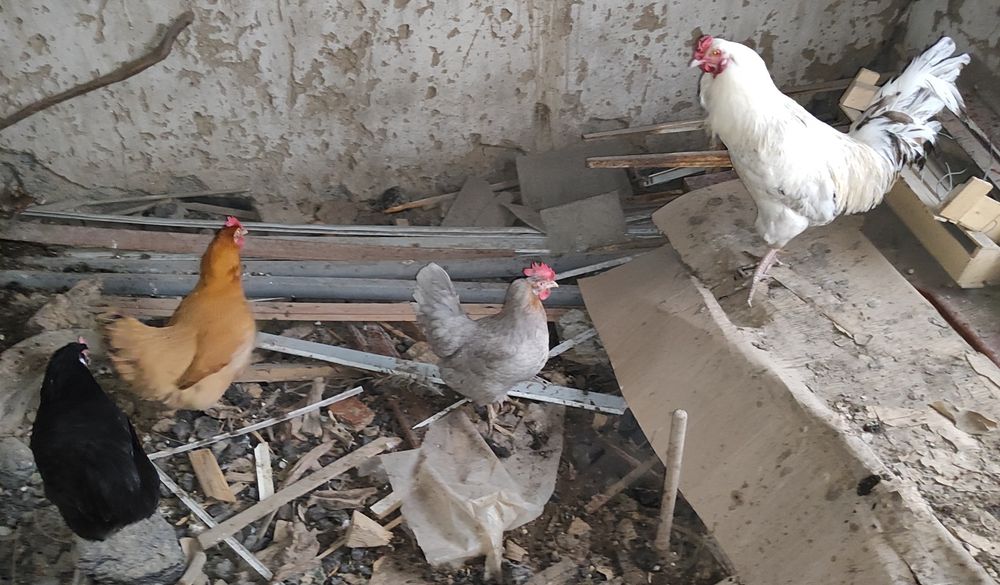 Тауықтар 2 жылдық