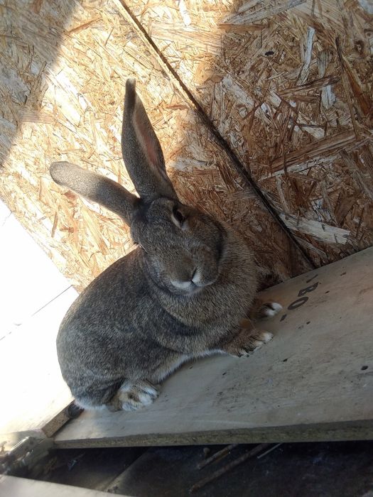 Iepuri de vânzare femela și mascul