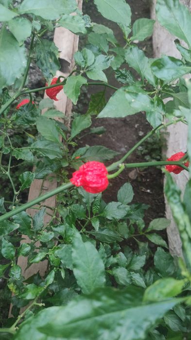 Продам перец Каролина Рипер