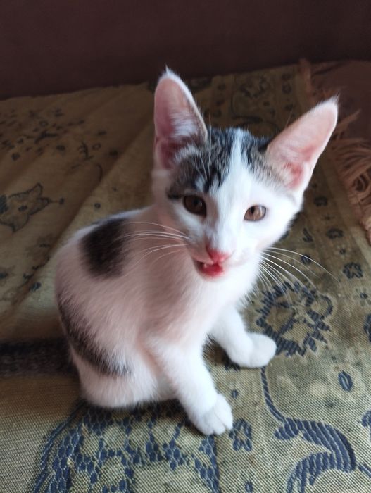 Отдам даром одного котенка,2,5 месяца