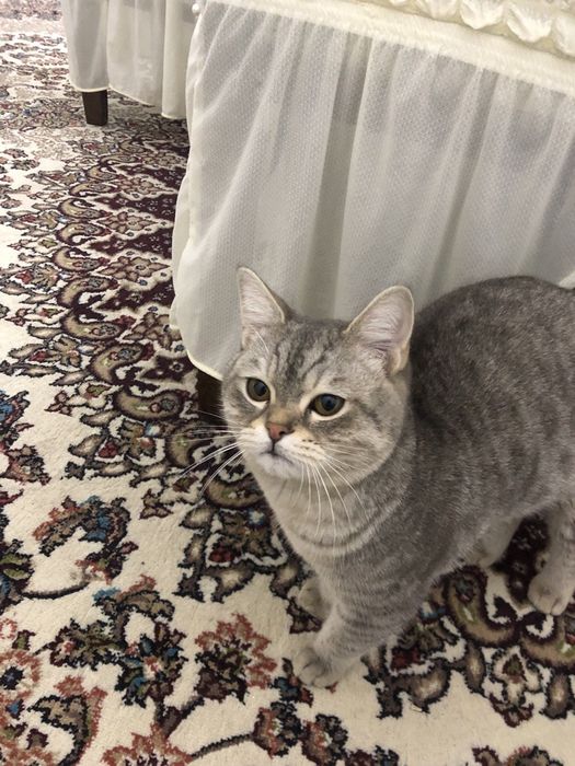 Потерялся кот! Отзывается на имя "Ари". ИМЕЕТСЯ ВОЗНАГРАЖДЕНИЕ!