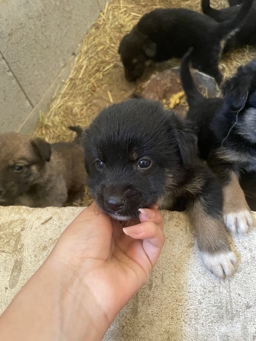Catelusi pentru adoptie