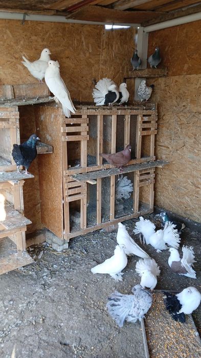 Vând porumbei diferite rase