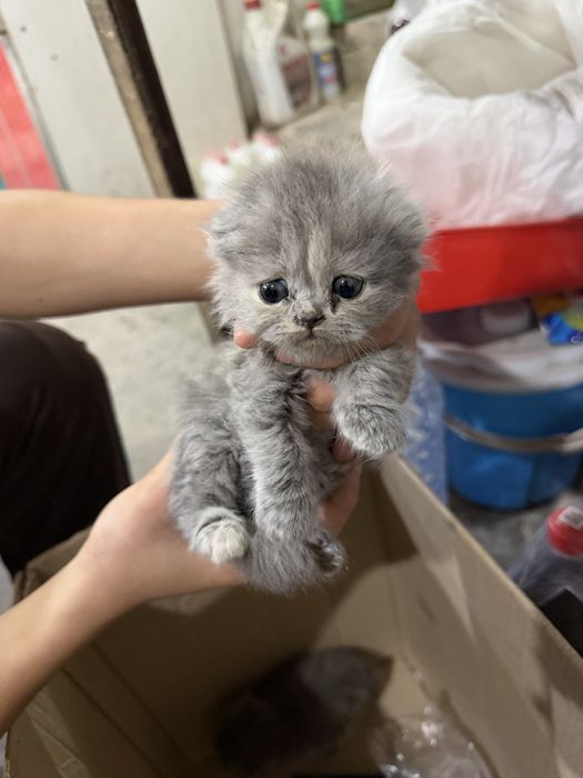 британски мушукчалар сотилади