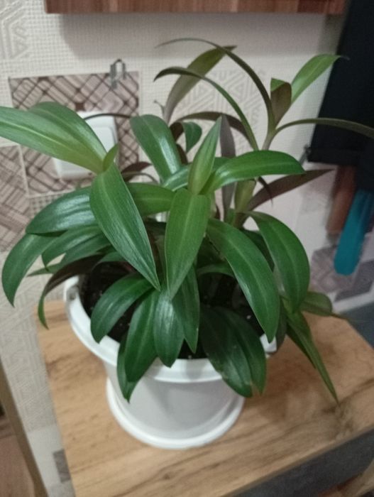 Продам растения для дома