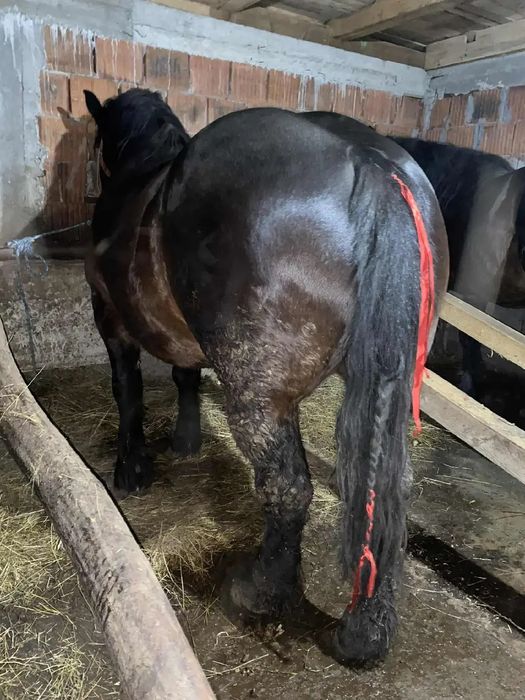 Iapa de 5 ani 1.78 la graban  si undeva la o 1000 kg