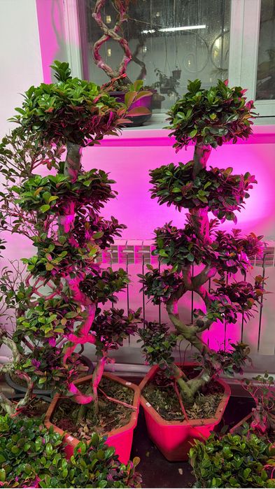 Домашние цветы недорого