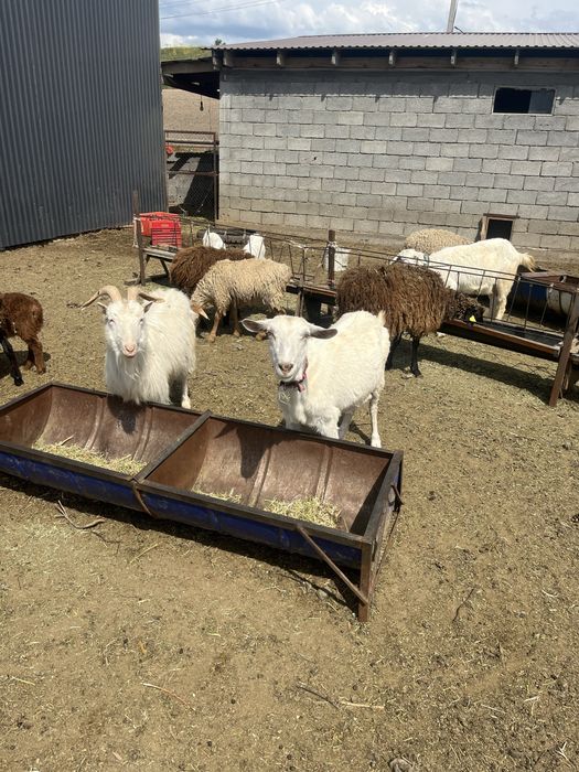 Продам альпийских и заинских коз