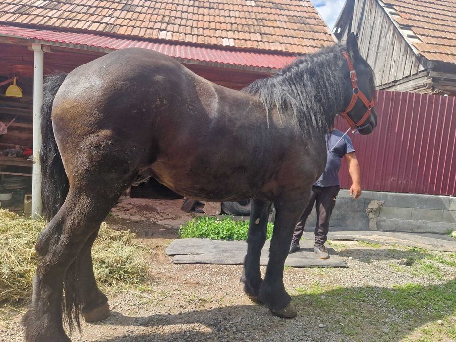Cal semigreu de 4 ani