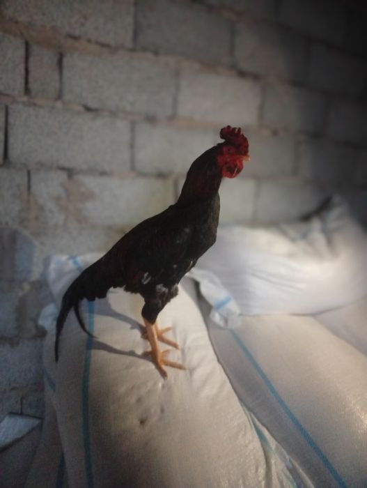 Шолпан қораз апрелский