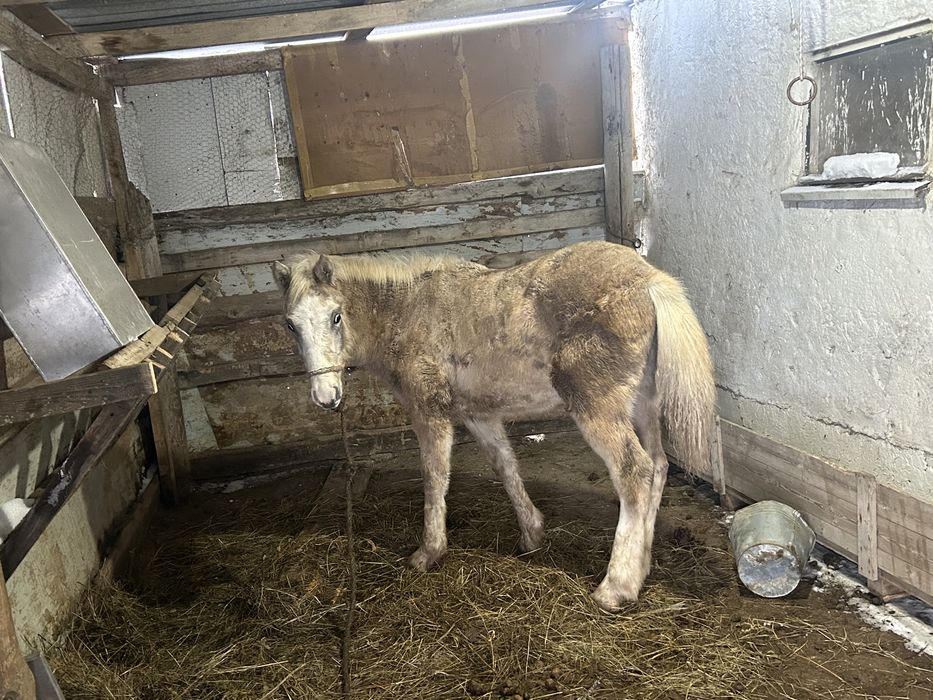 Жабагы сатылады..