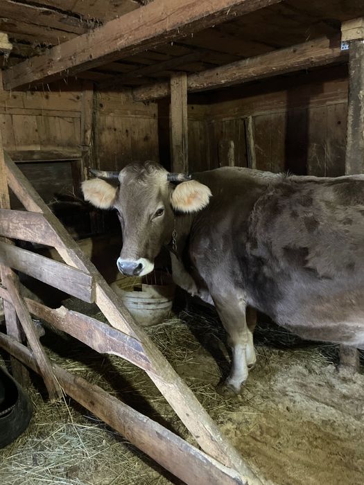 Vaca gestantă de vânzare