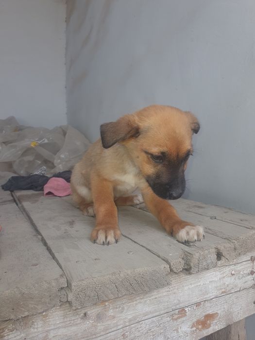 Щенки в добрые руки