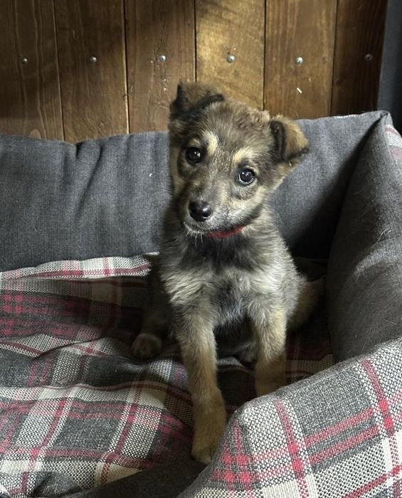 Отдатим щенка в добрые руки