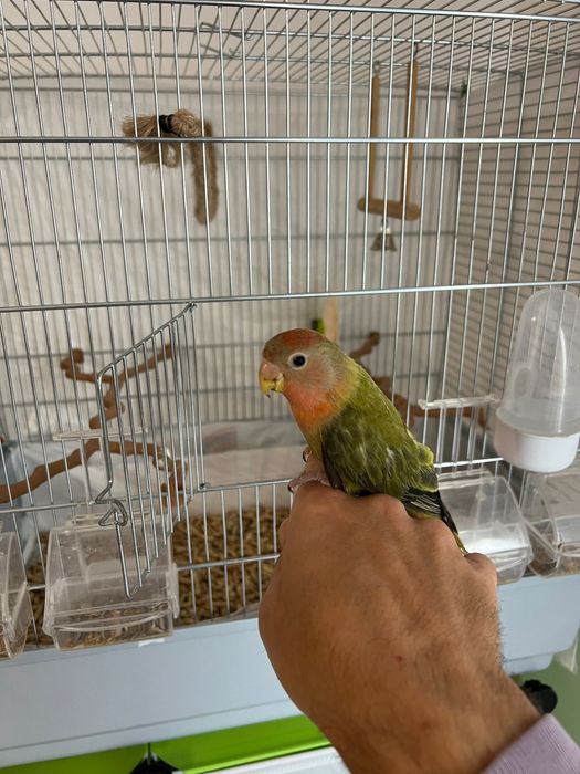 Papagal agapornis + colivie