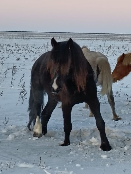 Продам верхового жеребца