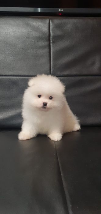 Pomeranian baietel