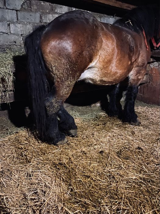 iapa cu manza de vanzare