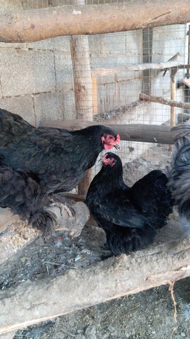 Продам  кур породы брама
