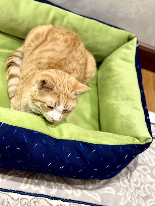 Зоомагазин Лежаки Домики Воротники Игрушки Кормы Лакомства