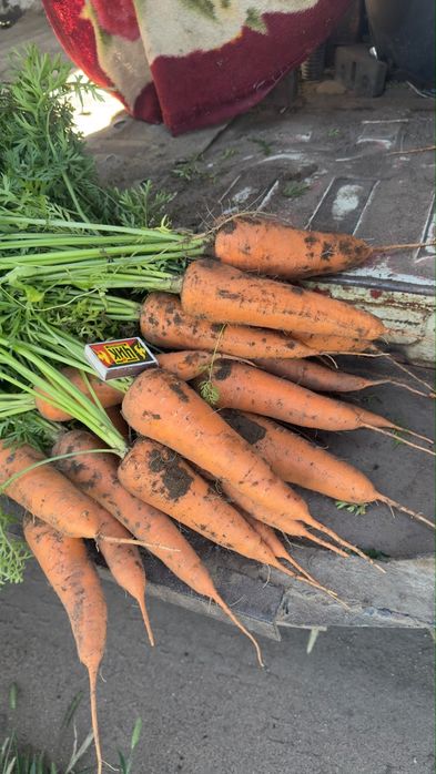 Продам морковь, сорт Каспий 175