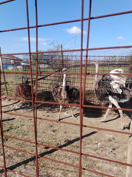 struți păsări vârstă 9 luni