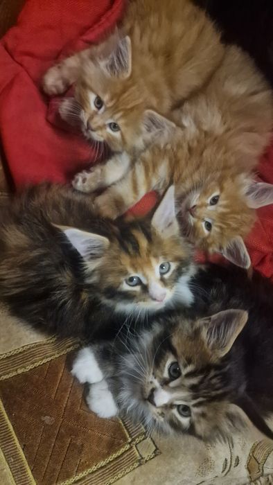 Котята мейн-кун 45 тысяч