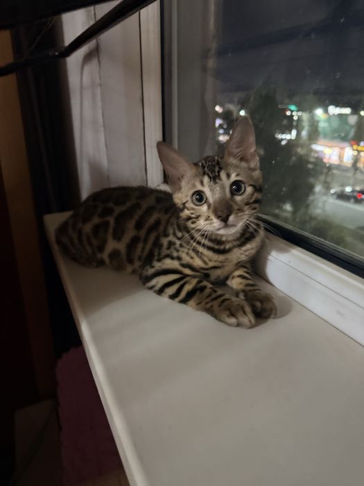 Бенгальский котенок