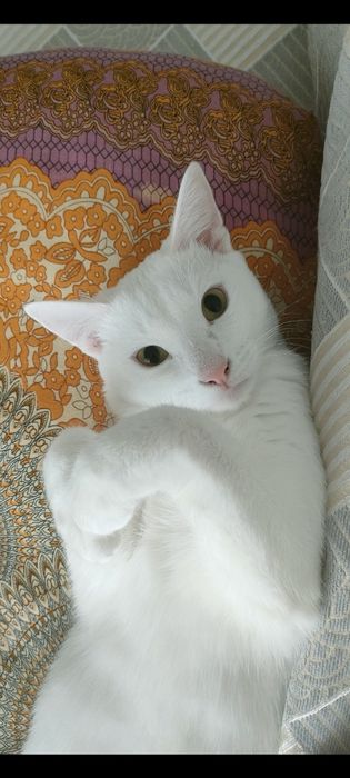 Отдадим в добрые руки кошку