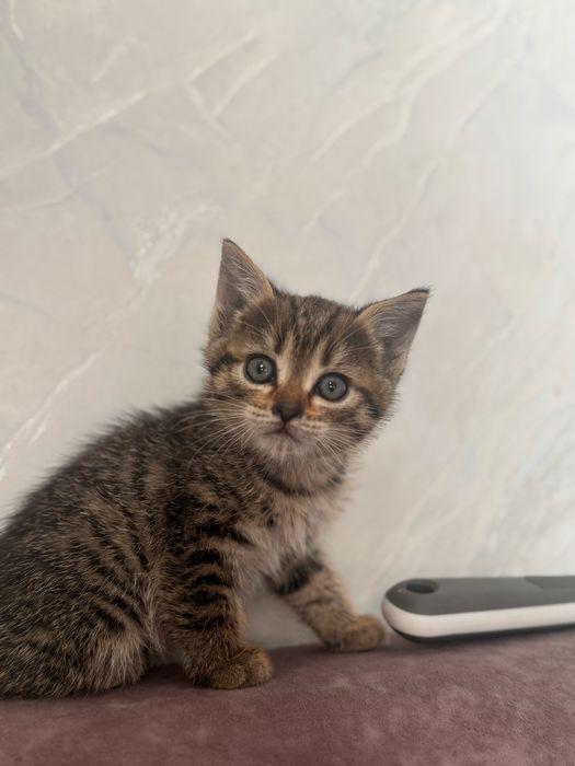 Отдам котят бесплатно