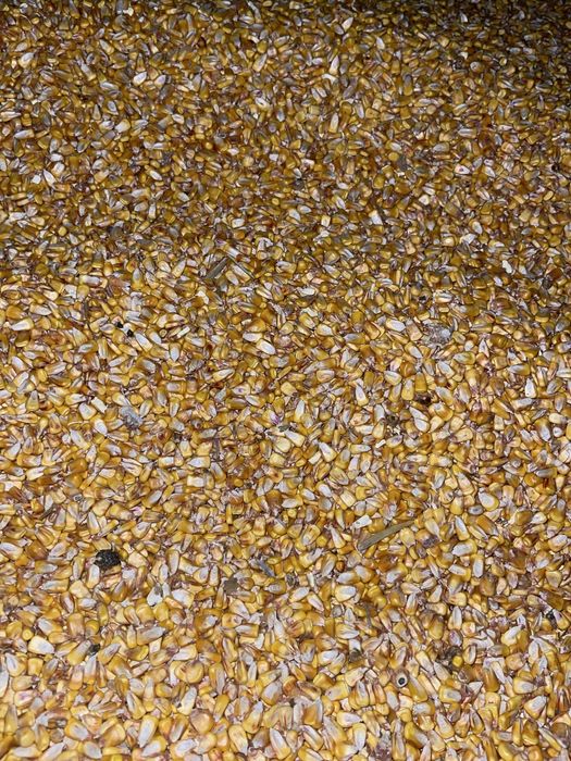 Orz , porumb de vânzare .