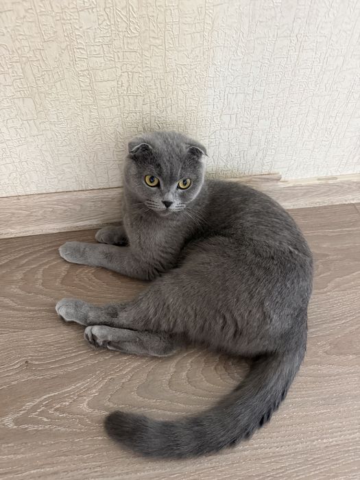 Вислоухий британский