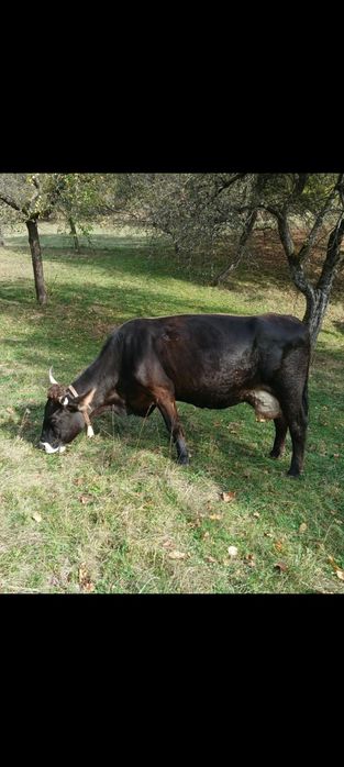 Vaca de vanzare.