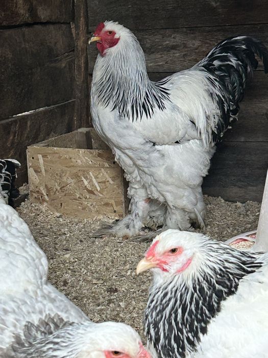Familie brahma 2+1 sau 3+1