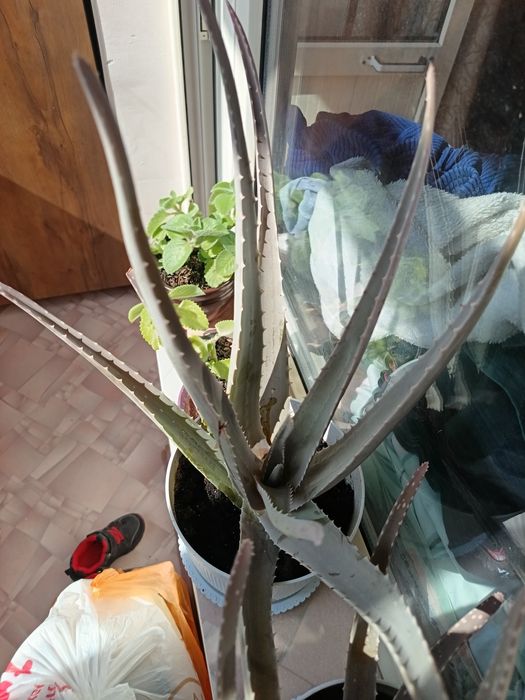 Продам алое вера