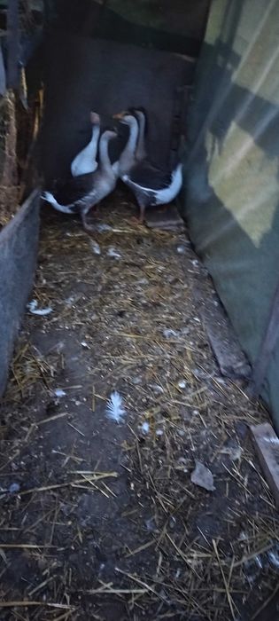 Vând Gaste și gâscani  pui brahma