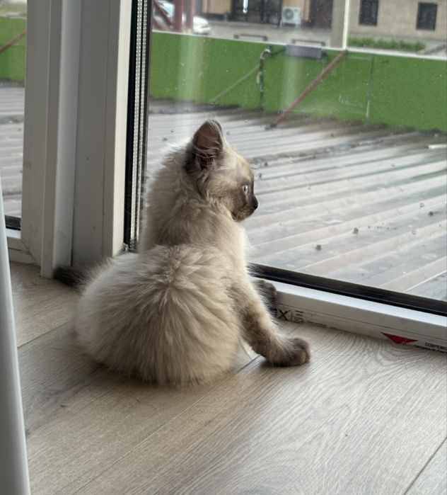 Котенок мальчик!!!